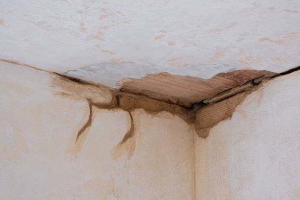 Best Professional water damage repair  in Gladewater, TX