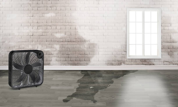 Best Water damage restoration near me  in Gladewater, TX